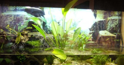 terarium pro vodni zelvy 1