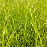 Vertikutace trávníku a její přínos