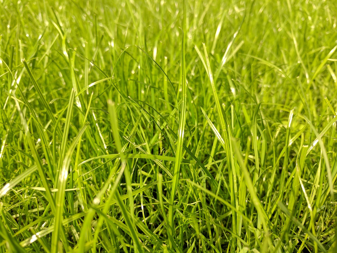 Grass