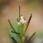 Pusťte se s dětmi do tvorby herbáře