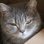 Než si pořídíte kočku, promyslete si několik věcí