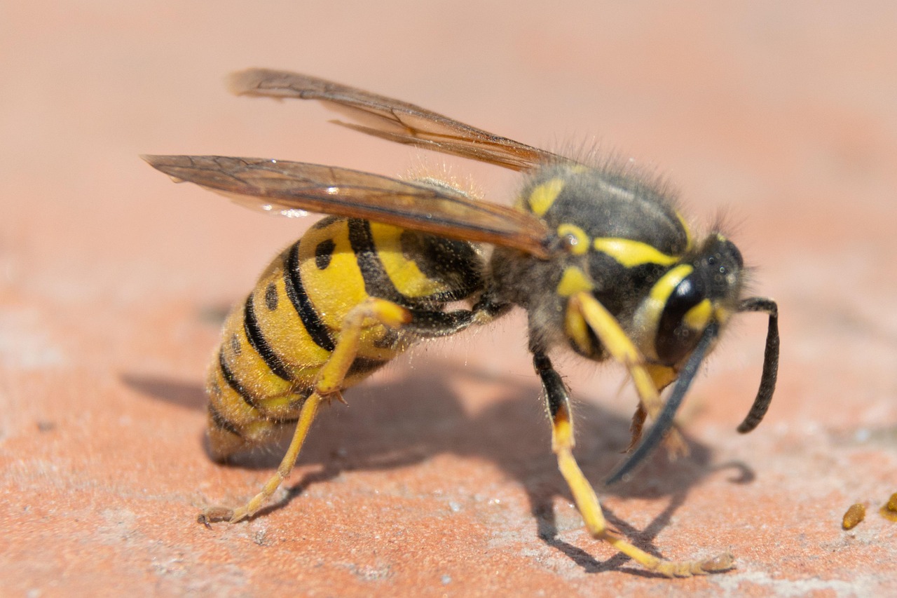 Wasp