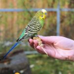 Co všechno promyslet, než si domů pořídíte papouška