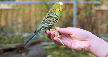 Co všechno promyslet, než si domů pořídíte papouška