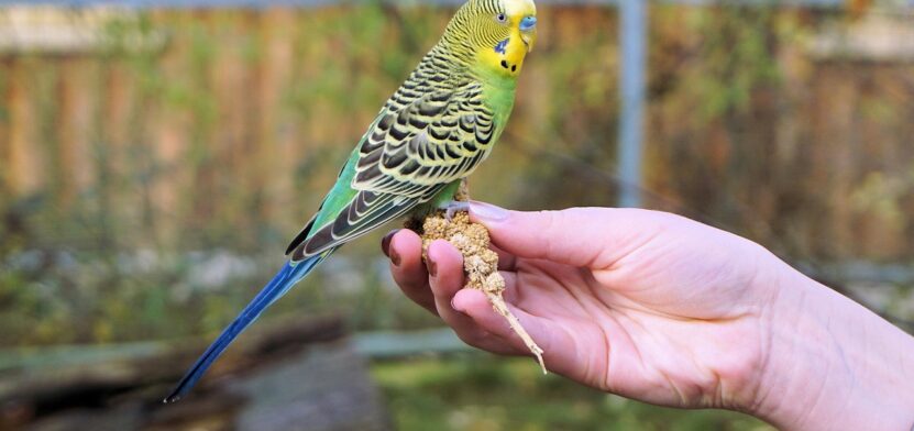 Co všechno promyslet, než si domů pořídíte papouška