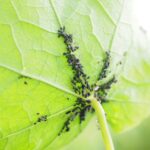 Jak vyzrát na mšice na zahradě? Účinné způsoby, jak ochránit rostliny bez zbytečné chemie
